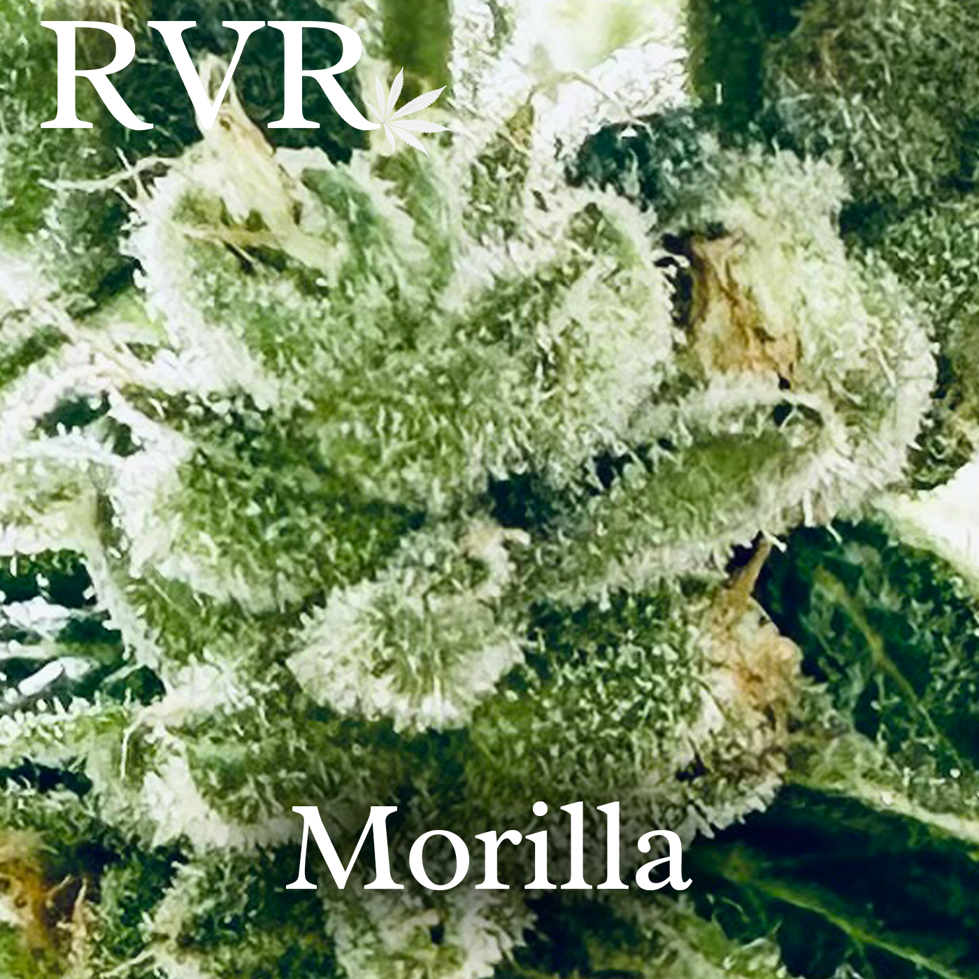 MOrilla - River Valley Relief